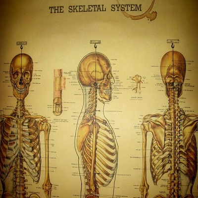 skeleton graph